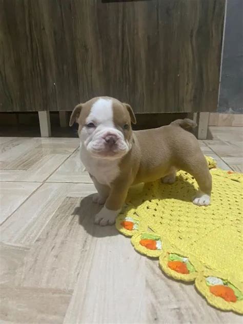 American Bully pocket Cachorros e acessórios Bnh Angra Dos Reis