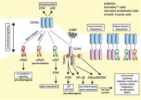 Frontiers CD40L And Its Receptors In AtherothrombosisAn Update