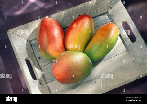 Mangoes Tray Hi Res Stock Photography And Images Alamy