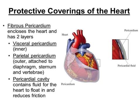 Heart Anatomy Pdfpdf