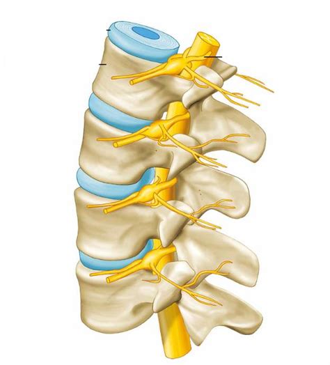 Bandscheibenvorfall Symptome Diagnose Therapie Naturheilpraxis