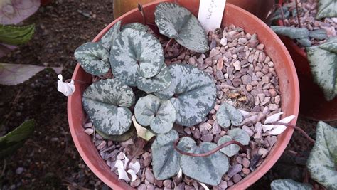 Cyclamen Balearicum Balearic Cyclamen Travaldos Blog