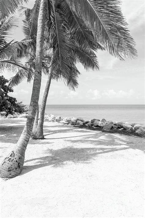 Black And White Vertical Key West Palm Trees Photograph By Paul Velgos