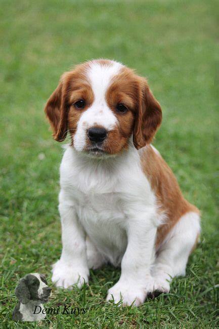 Brittany Spaniel Golden Springer Spaniel Puppies