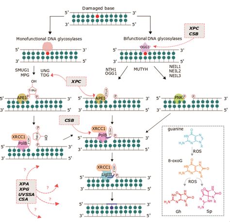 Nucleotide Excision Repair Vs Base Excision Repair