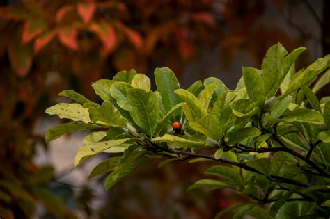 Wallpaper Sunlight Forest Nature Park Branch Green Blossom