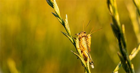 Voracious Grasshoppers Threaten Western Rangeland And Crops Focus On Ag American Farm Bureau