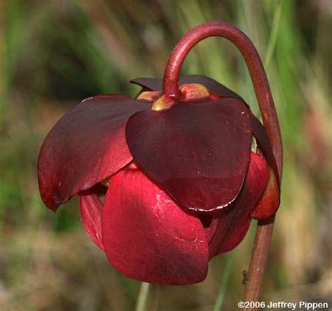 Carnivorous Plants Of North Carolina