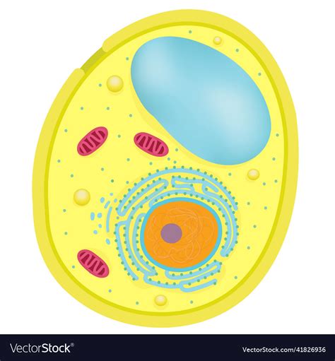 Yeast Diagram