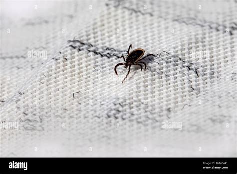 The Castor Bean Tick Ixodes Ricinus Stock Photo Alamy