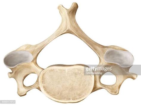 Cervical Diagram | Quizlet