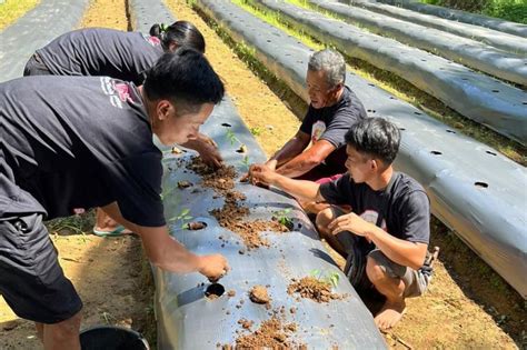 Manfaatkan Lahan Kosong GMC Ajak Warga Pandeglang Budi Daya Cabai