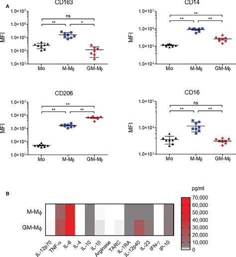 Frontiers The Neonatal Fc Receptor Expression During Macrophage