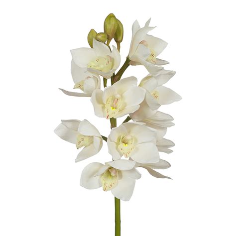 Orchid Cymbidium White Secret Blooms