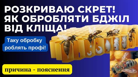 СЕКРЕТ! Як ефективно обробляти бджіл від кліща! Щоб отримати максимум ...
