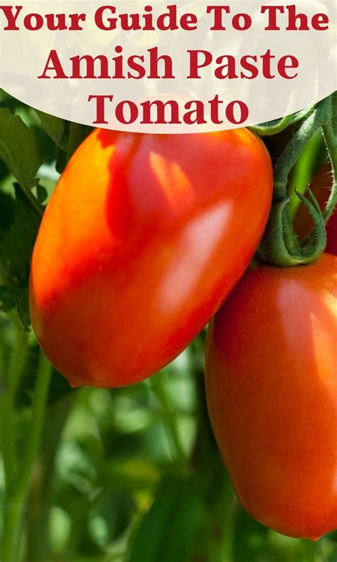 Your Guide To The Amish Paste Tomato • The Farmers Lamp