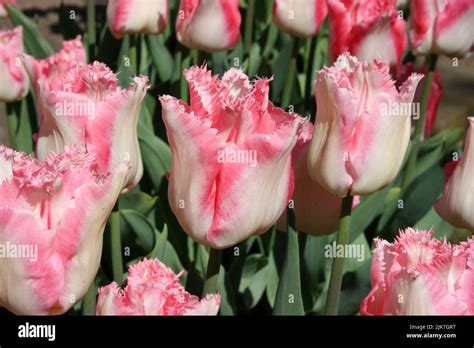 Tulip Fancy Frills Stock Photo Alamy