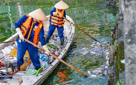 VỚt CÁ ChẾt NỔi TrÊn MẶt HỒ TÂy Tin Tức Mới Nhất Hà Nội Công Nhân