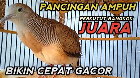 Perkutut Bangkok Gacor Suara Khas Juara Ampuh Untuk Pancingan Youtube