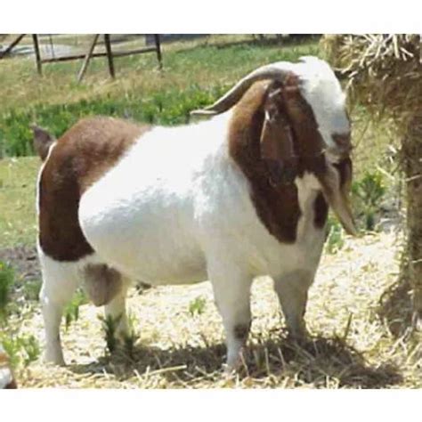 South African Boer Goat