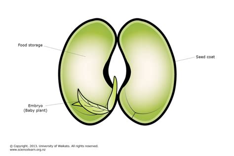 Bean Seed Embryo — Science Learning Hub