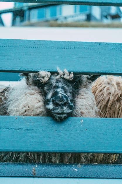 Premium Photo Sheep In Faroe Islands