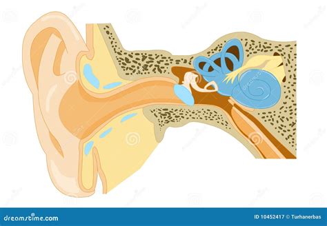 Ear Anatomy Stock Vector Illustration Of Eustachian 10452417