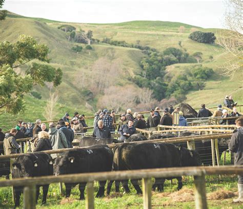 Turihaua Angus One Of The Oldest Angus Cattle Stud In Australasia