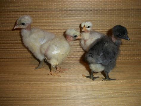 Naked Neck Turken Thread Page BackYard Chickens Learn How To Raise Chickens