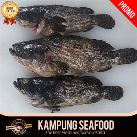 Jual Ikan Kerapu Fresh 1kg 3 4 Ekor Ikan Kerapu Segar Ikan Segar Ikan