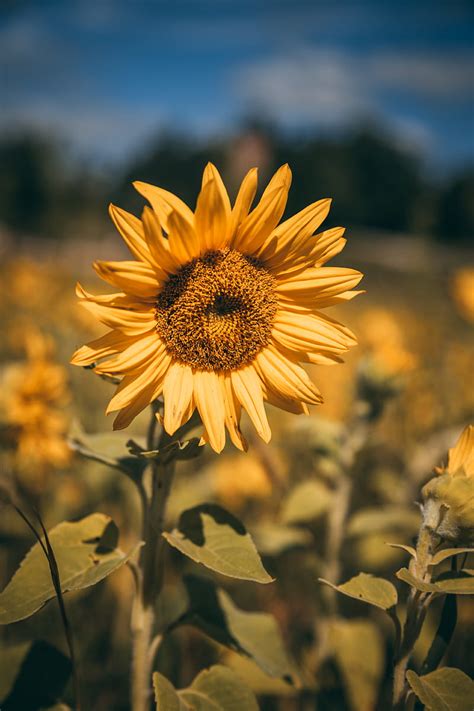 Sunflower Hd Phone Wallpaper Peakpx