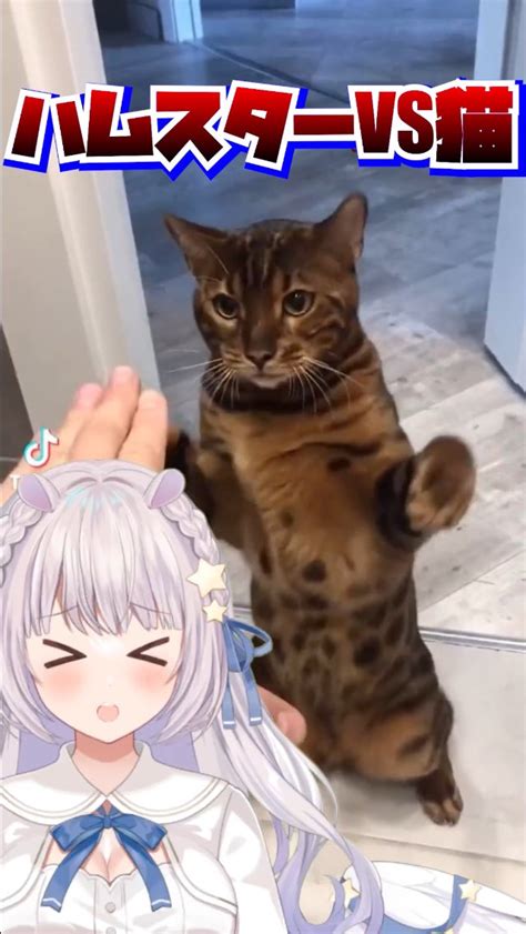 羽村きみかパンクロック弾き語り系新人vtubervsinger On Twitter 🐹short動画投稿🐹／ 猫パンチvs