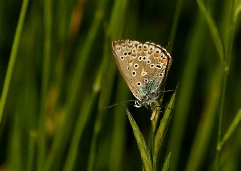 Himmelblauer Bläuling Schmetterlinge bestimmen ACTIAS