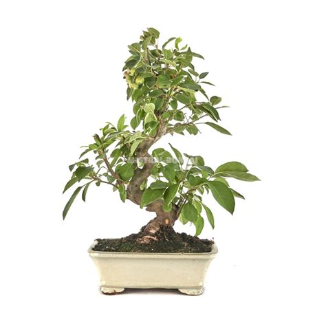 Malus sp Bonsaï 15 ans Pommier Extérieur Mistral Bonsai