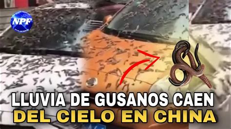 lluvia de GUSANOS en CHINA IMÁGENES APOCALÍPTICAS YouTube