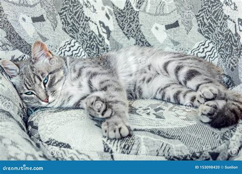 El Gato Gris Rayado Con Los Ojos Azules Que Mienten En La Silla De