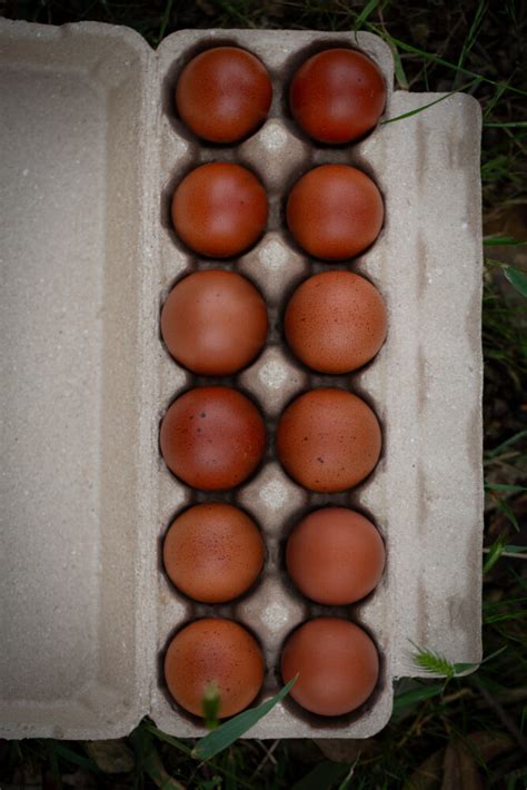 Best of Marans | EggSellent.com.au