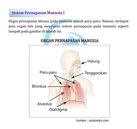 Urutan Alat Pernapasan Manusia Yang Benar Yaitu Materi Belajar Online