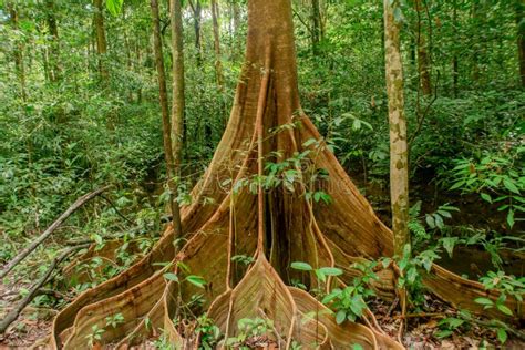 Beautiful Dipterocarp Tree in the Tropical Forest at Gunung Mulu ...