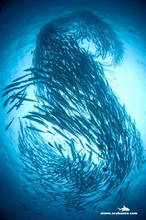 Photo Gallery Schooling Fish Artofit