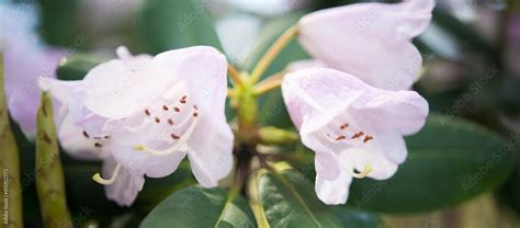 Varietal Cunningham Rhododendron Rhododendron Caucasicum X