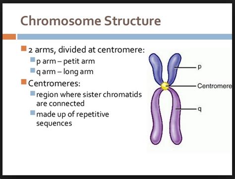 Z81 - Genetics: Genes 07 - p implies q arms umpqua college chromosomes