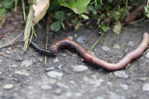 Centipede As a Predator is Attacking Earthworms or Angleworm Stock ...