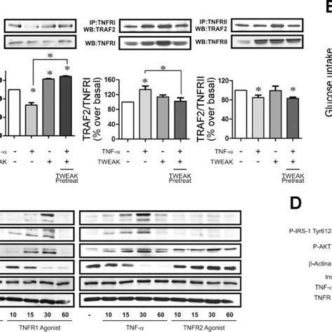 Tnf ␣ Induces Insulin Resistance Through Tnf Receptor Tnfr1 Which Download Scientific