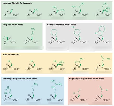 amino acids standard diagram quizlet