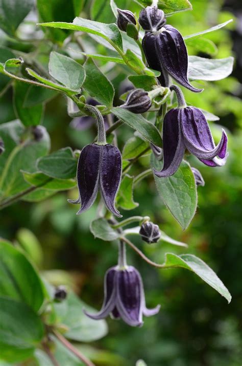 Clematis Integrifolia Fascination Black Flowers Goth Garden Black