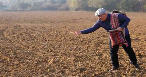 Menteşede Karakılçık ata tohumu toprakla buluştu İhlas Haber Ajansı