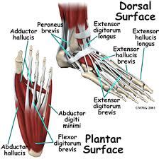 The Arches Of The Foot Longitudinal Transverse TeachMeAnatomy ...