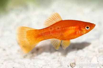 Swordtail Black Xiphophorus Helleri Var Black Fish Profile