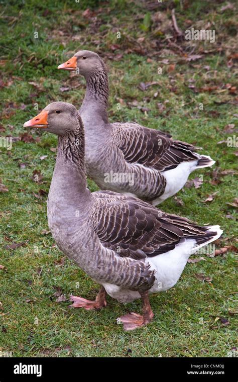 Toulouse Geese High Resolution Stock Photography And Images Alamy